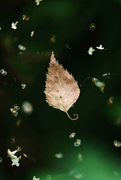 istock dry leaf in the web of spider 539837748