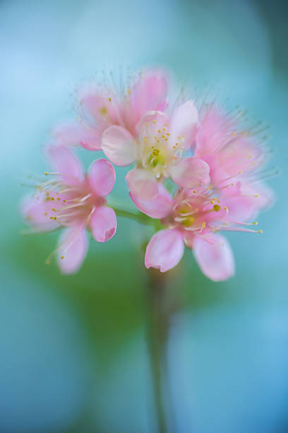 istock Soft focus blurred Sukura pink, decorated with pink. Blue sky. 539838112