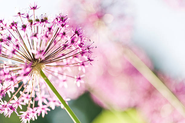 alium - allium flower fotografías e imágenes de stock