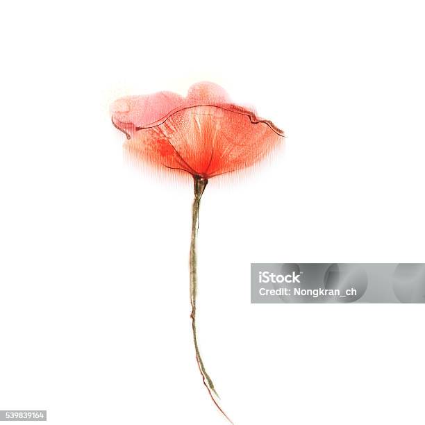 Watercolor Painting Poppy Flower Isolated Flowers On White Background Stock Illustration - Download Image Now