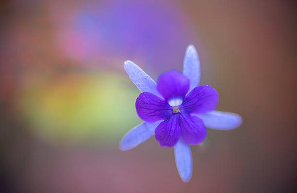 istock Soft focus blurred violet flowers background. Very shallow DOF. 539839590