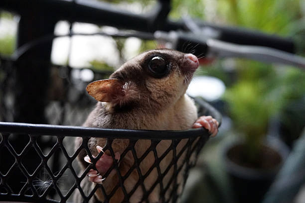 el lindo petauro del azúcar en el frente de la cesta de bicicleta - opossum australia marsupial tree fotografías e imágenes de stock