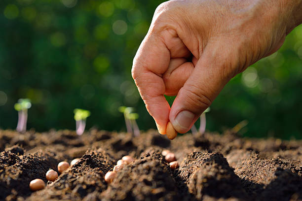 istock Farmer's hand planting seed in soil 539840234