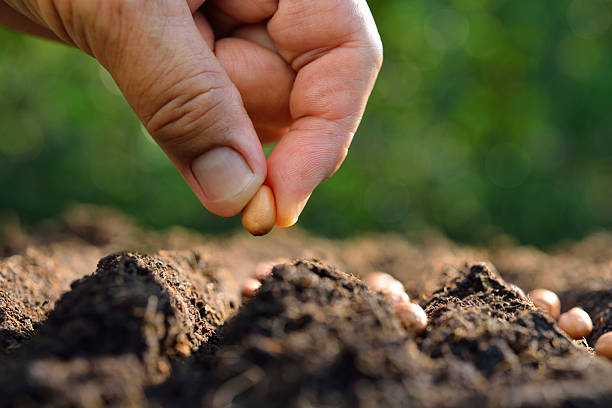 istock Farmer's hand planting seed in soil 539840322