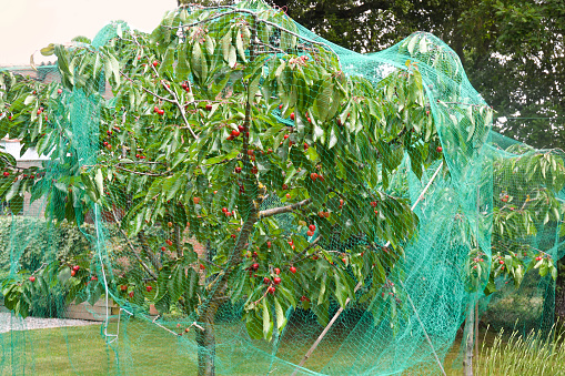 Cherry tree protected from birds with a net