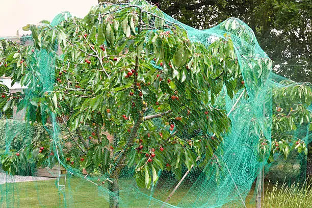 Photo of Cherry tree protected from birds with a net
