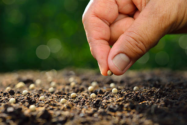 istock Farmer's hand planting seed in soil 539840768