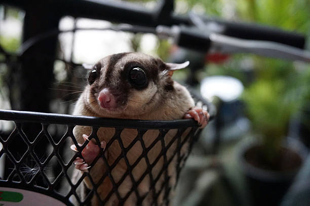 el lindo petauro del azúcar en el frente de la cesta de bicicleta - opossum australia marsupial tree fotografías e imágenes de stock
