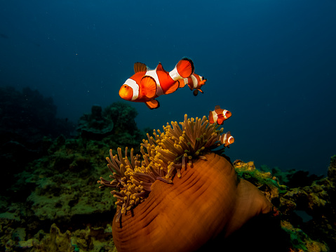 Nemo, Western Clownfish, Anemone clown fish, Andaman Sea Clownfish, Thailand Nemo, Clownfish in Thailand