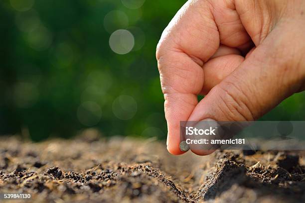 Farmers Hand Planting Seed In Soil Stock Photo - Download Image Now - Seed, Planting, Sowing