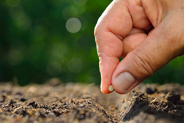 farmer's hand planting seed in soil - semeando imagens e fotografias de stock