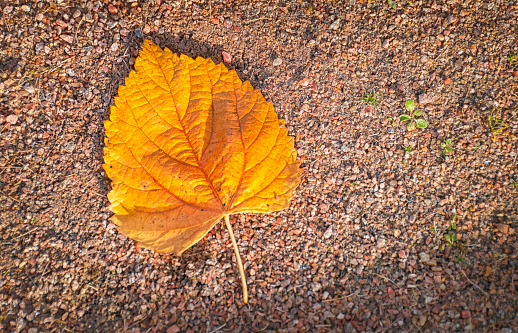 Autumn leaf on gravel footpath