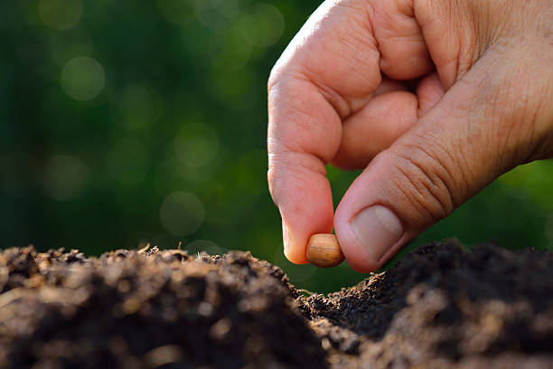 istock Close-up farmer's hand planting a seed in soil 539841828
