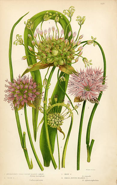 stockillustraties, clipart, cartoons en iconen met garlic, allium, chive,victorian botanical illustration - bieslook illustraties