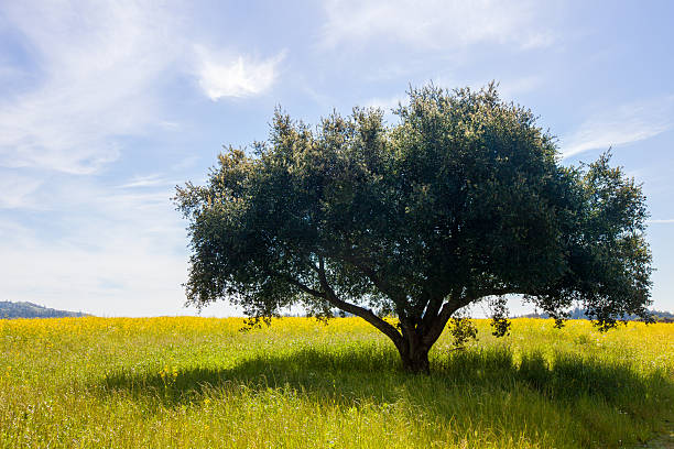 의란 필드 부드러운 클라우드 있는 파란 하늘 - environmental conservation herb meadow sky 뉴스 사진 이미지