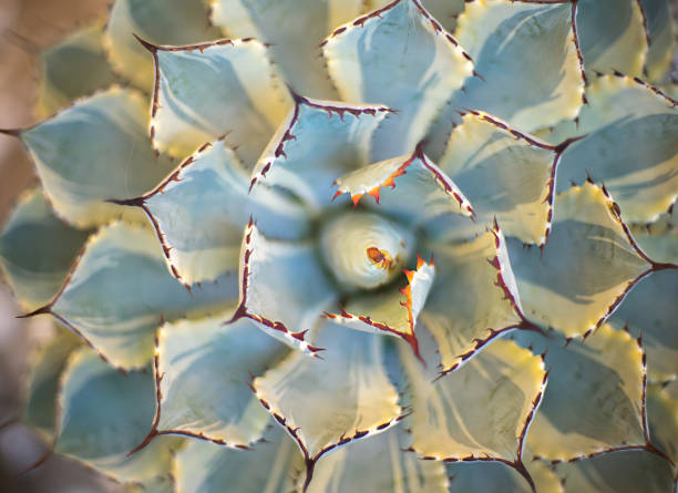 istock Soft focus abstract  cactus  background. Very shallow DOF. 539842872