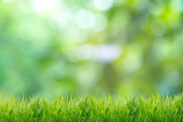 istock Nature spring or summer and grass field background 539843352