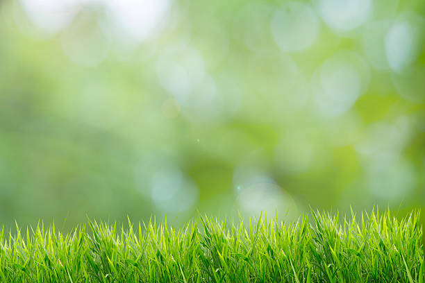 istock Nature spring or summer and grass field background 539843436