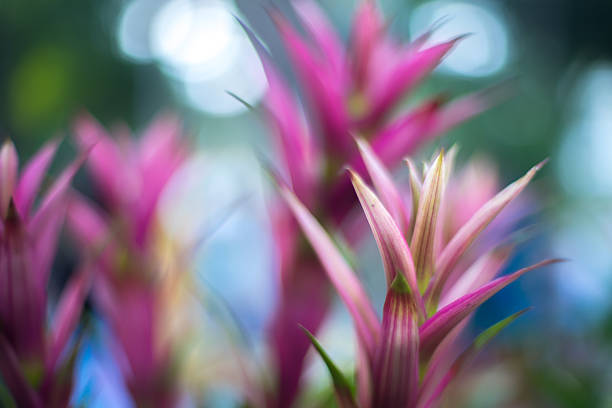 Abstract background  - Soft focus abstract  flowers on field  background. Very shallow DOF.