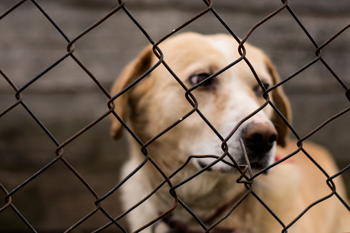 Abusos abandonado perro en el exilio photo