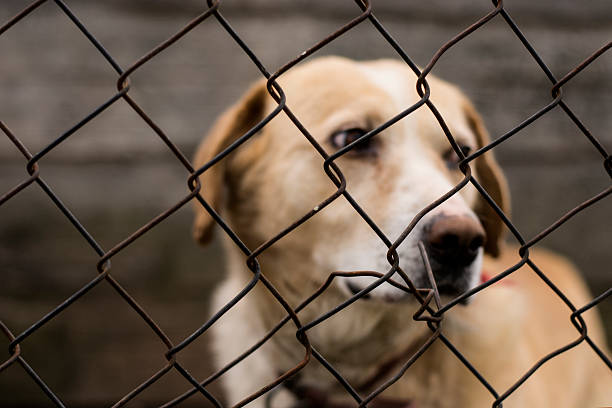 7,124 Animal Abuse Stock Photos, Pictures & Royalty-Free Images - iStock | Wild animal abuse, Stop animal abuse, Farm animal abuse 7,124 Animal Abuse Stock Photos, Pictures & Royalty-Free Images - iStock | Wild animal abuse, Stop animal abuse, Farm animal abuse