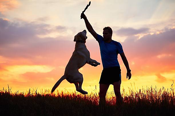 istock Man with stick is training of the dog 539846116