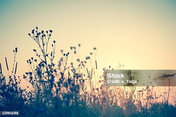 Wild Flowers Silhouette Against Sun Vintage Stock Photo - Download Image Now - Flower, Autumn, Retro Style