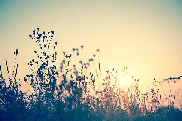 Photo of Wild flowers silhouette against sun, vintage
