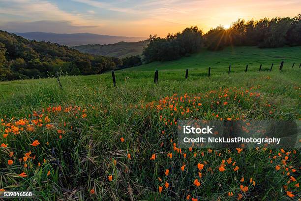 California Golden Poppies Stock Photo - Download Image Now - San Benito County, Poppy - Plant, Rural Scene