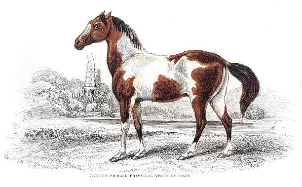 bildbanksillustrationer, clip art samt tecknat material och ikoner med pieabald spottted horse 1841 - horse skäck