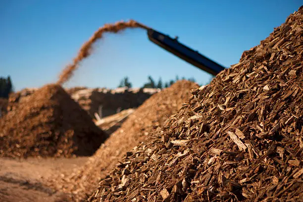 Photo of Biomass fuel of the future