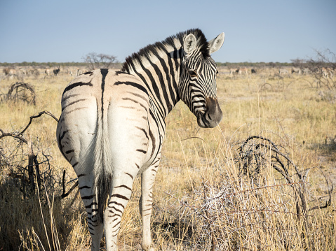 Plains Zebras watching against the predators in wilderness