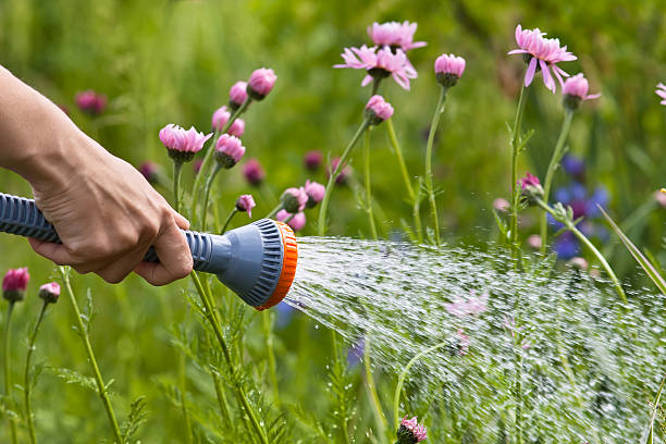 istock hand watering flowers in the garden 539849968