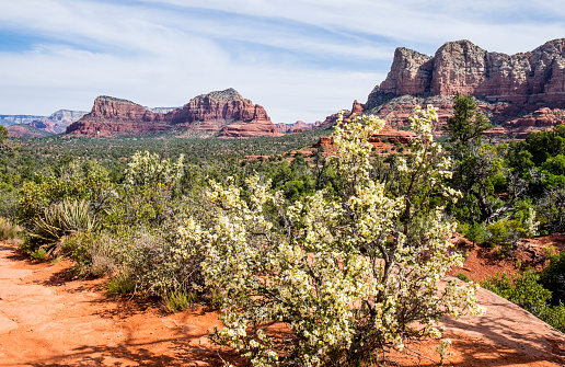 Springtime in the Sedona desert--bushes filled with blossoms with mountains and trees as a backdrop.