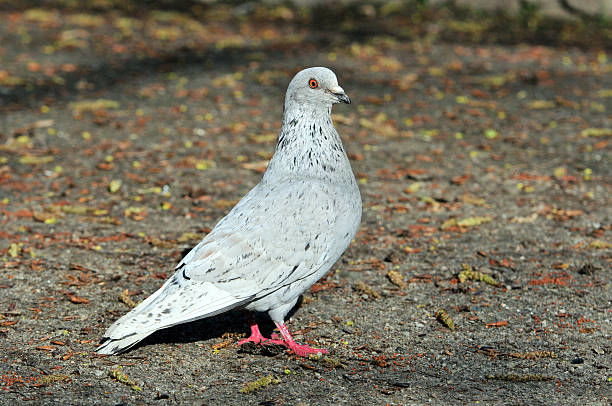 istock Pigeon. Dove. Light gray pigeon. 539850878