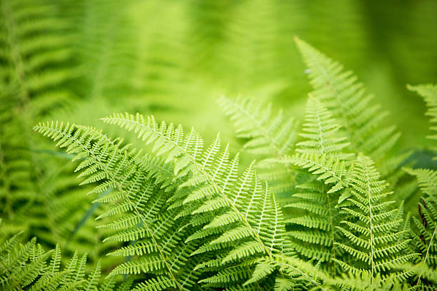 Fern background A simple fern background. fiddle head stock pictures, royalty-free photos & images