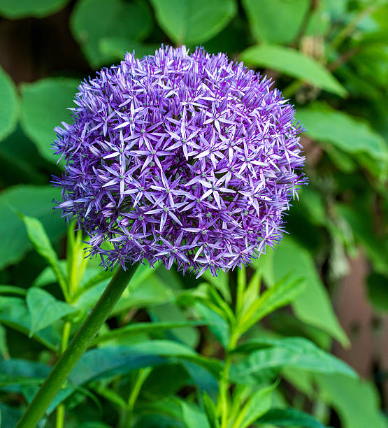 istock Giant Onion (Allium Giganteum) flower blooming 539851524