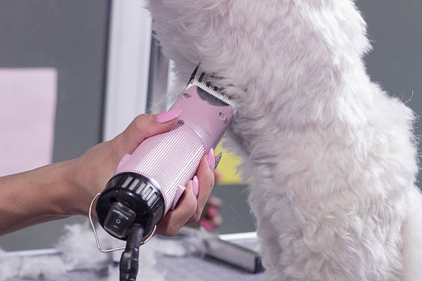 acercamiento perro borde de piel de cabello de mano clíper - fur trim fotografías e imágenes de stock