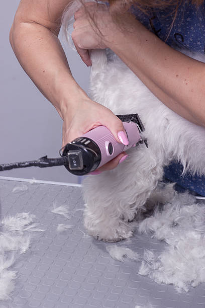 acercamiento perro secador de manos borde de piel clíper - fur trim fotografías e imágenes de stock