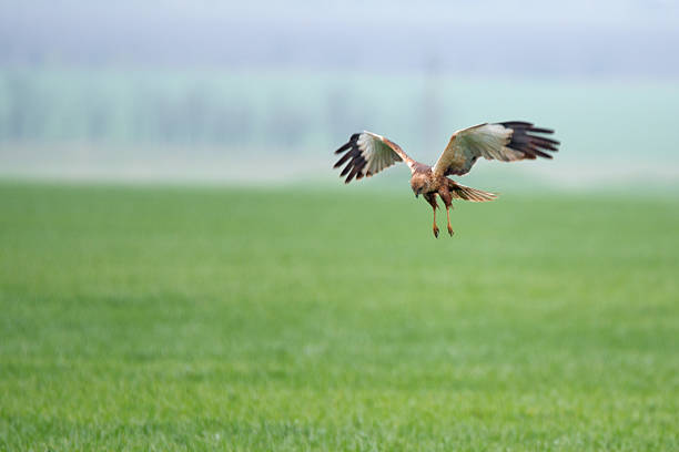 Western marsh harrier or Circus aeruginosus hunts