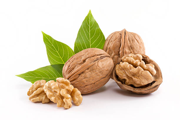 de nogal - walnut pod nutshell cross section fotografías e imágenes de stock