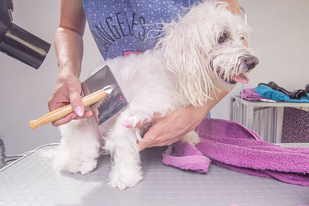 istock Dog hair dry comb brushing 539853008