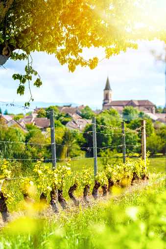 Vertical composition vibrant color photography of french vineyard with forming grapes and poles in spring season with a beautiful small village with church in background. This picture was taken with a bright sunlight in Bugey mountains, in Ain, Auvergne-Rhone-Alpes region in France (Europe). Grapes overlooking a small French village with brown roofs and a beautiful church. Selective focus on grapes and metal poles in foreground.