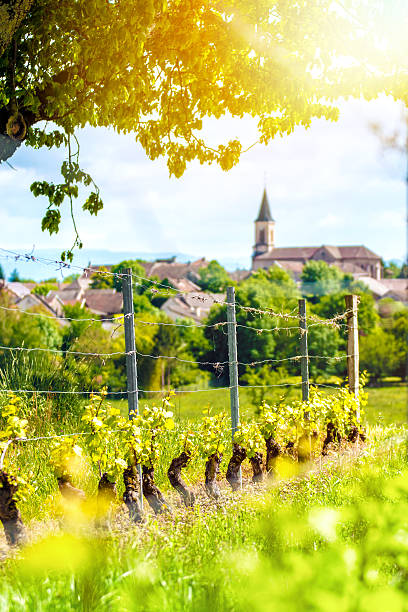 French vineyard with beautiful village in background in spring season Vertical composition vibrant color photography of french vineyard with forming grapes and poles in spring season with a beautiful small village with church in background. This picture was taken with a bright sunlight in Bugey mountains, in Ain, Auvergne-Rhone-Alpes region in France (Europe). Grapes overlooking a small French village with brown roofs and a beautiful church. Selective focus on grapes and metal poles in foreground. beaujolais region stock pictures, royalty-free photos & images