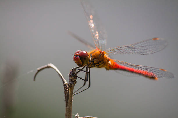 休息ドラゴンフライ - wing dragonfly animal eye blue ストックフォトと画像
