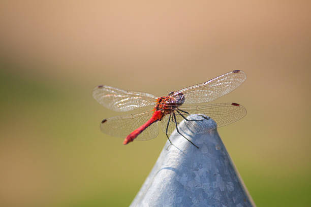 休息ドラゴンフライ - wing dragonfly animal eye blue ストックフォトと画像