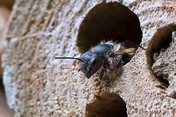 istock Solitary bee closeup 539854394