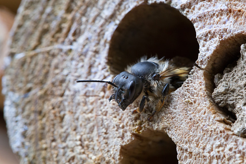 Osmia Cornuta, a specie of solitary bee, crawling out of a wooden nesting site.