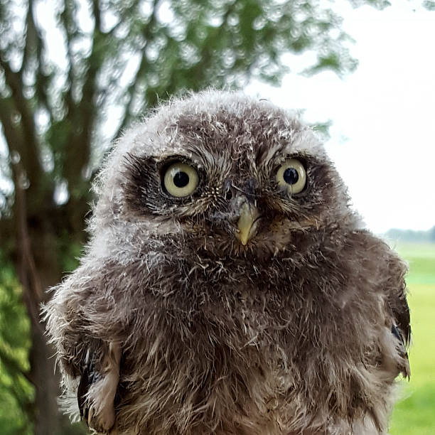 istock Little Owl; young bird 539944140