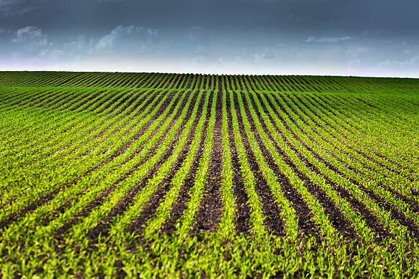 fileiras de muda campo de milho, sob ameaça céu tempestuoso - corn crop corn genetic modification crop - fotografias e filmes do acervo